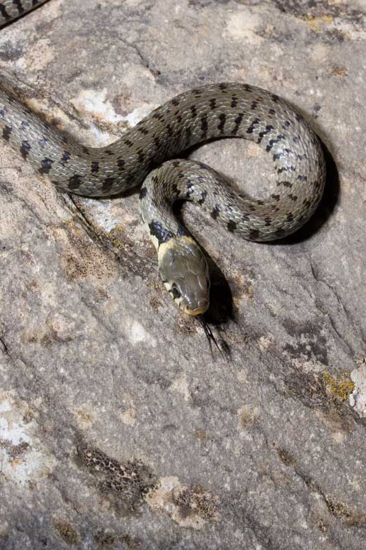 Natrix natrix dei Monti della Tolfa